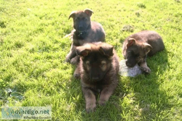 11 weeks old german shepherd pups ready