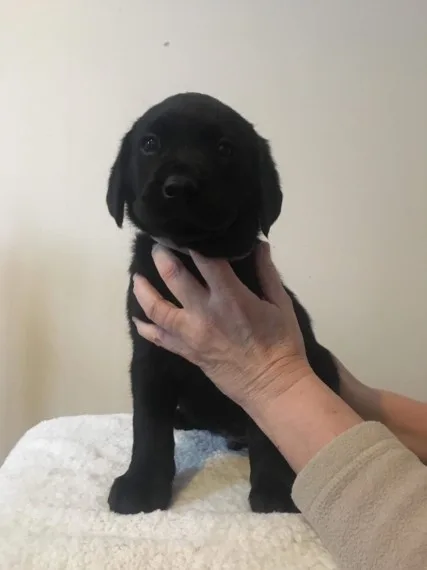 Beautiful black labrador ready now