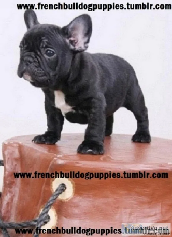 Healthy 10wks old french bulldog pups