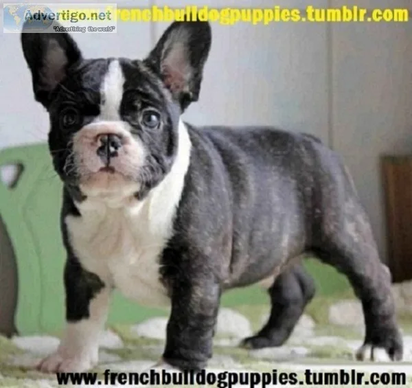 Charming home raised french bulldog pupy