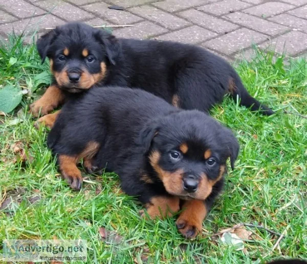 Amazing rotweiller pups ready