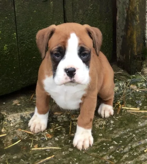 Boxer pups looking for forever home