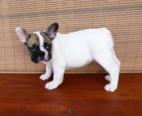 Lovely 12 week old french bulldog pups