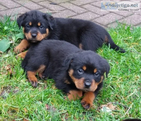Lovely rotweiller pups now available