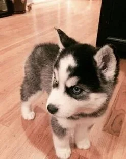 Siberian husky puppies resdy now