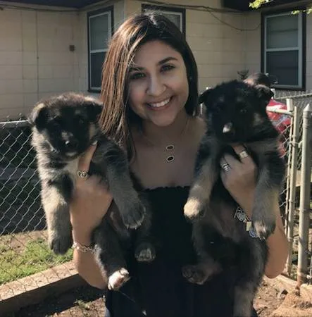 Affectionate month old german shepherd 