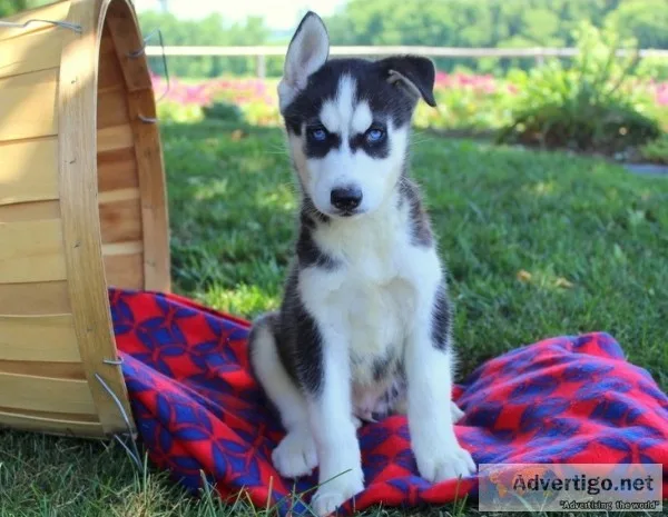 Loving husky pups