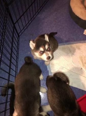 Selling my male and female huskies now