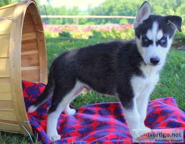 Awesome husky babies now on sale