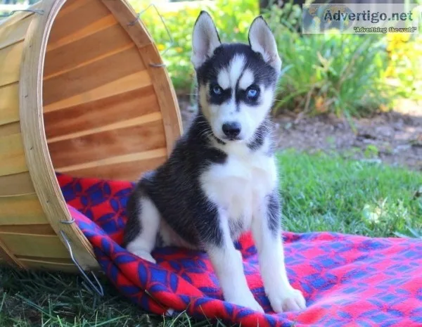 Get husky puppies now here