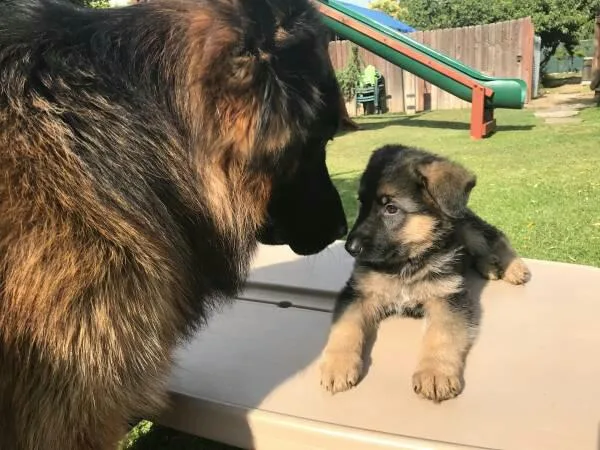 3 month old german shepard female