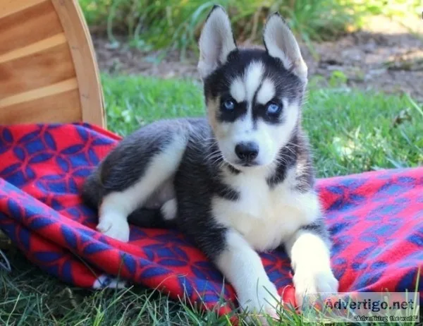 Giving away our male and female husky