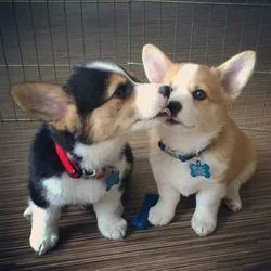 Healthy corgi puppies for sale