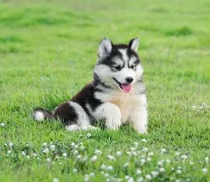Loving husky puppies