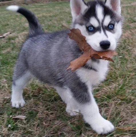 Selling two husky pups now