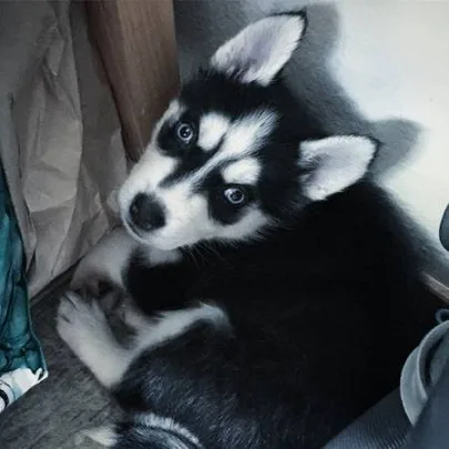 Husky puppies ready now 