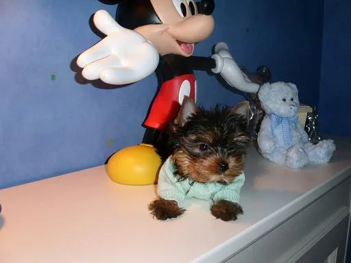 Yorkshire terrier