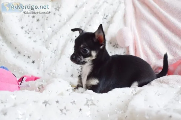 Chihuahua puppies for you