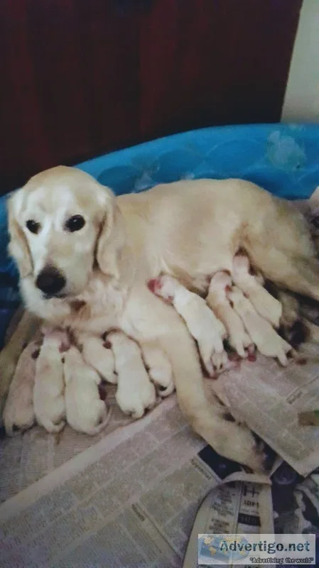 Akc english golden retriever pups