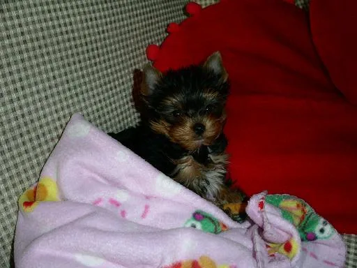 Yorkshire terrier