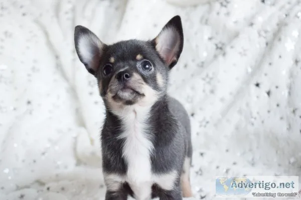 Chihuahua puppies for you