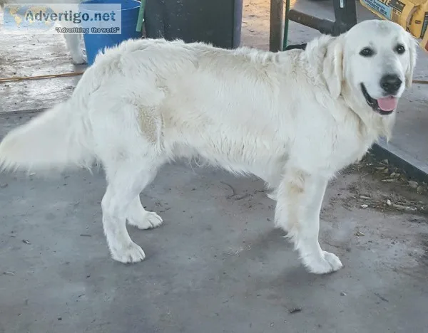 Akc english golden retriever pups