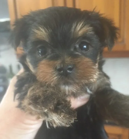 Yorkshire terrier