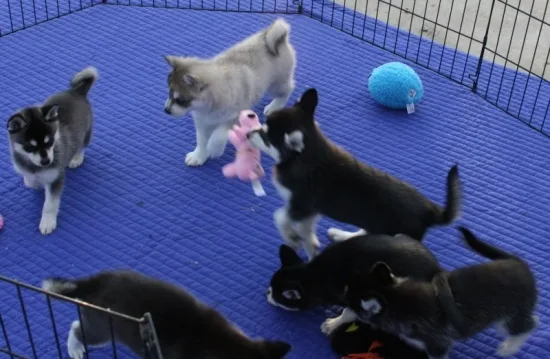  amazing husky puppies ready now 