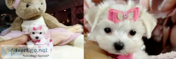 Adorable & gorgeous t-cup maltese pups