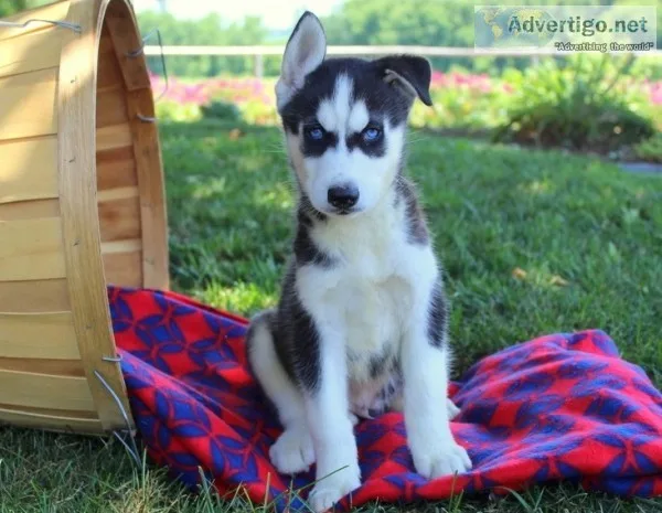  good home broken husky puppies 