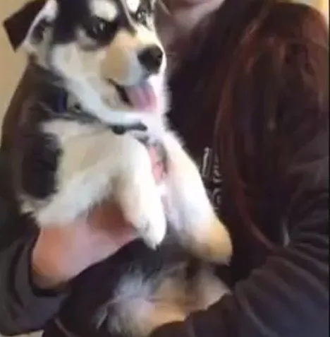 Amazing husky puppies adoption