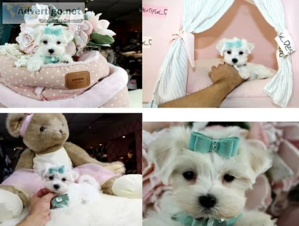 Adorable & gorgeous t-cup maltese pups