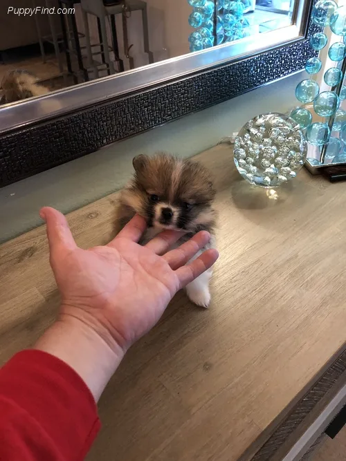Akc pom puppy ready for new home