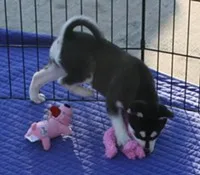  awesome siberian husky puppies for sale