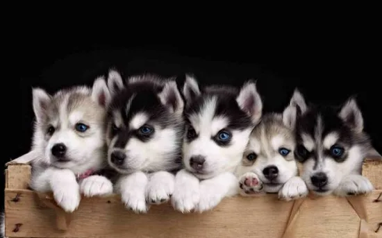 Siberian husky ready now for adoption