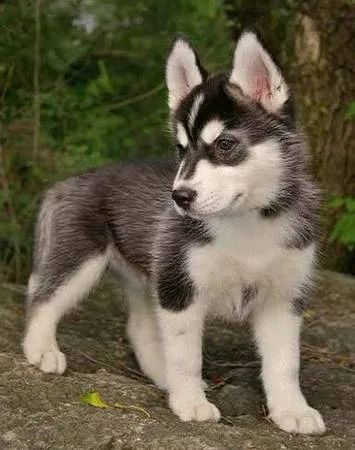  husky puppies now ready for a new home 