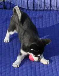  siberian husky for adoption 