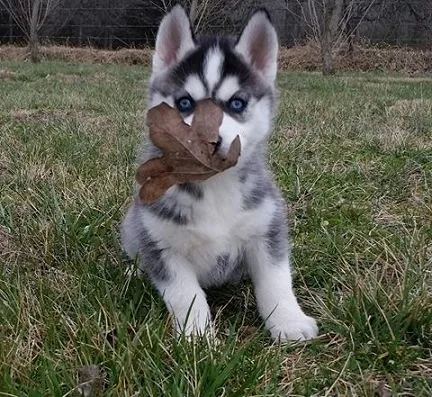 good awesome husky puppies now for sale