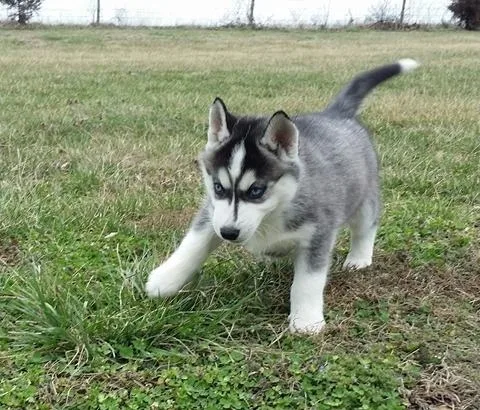  good siberian husky ready for adoption