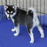 Siberian husky now no sale