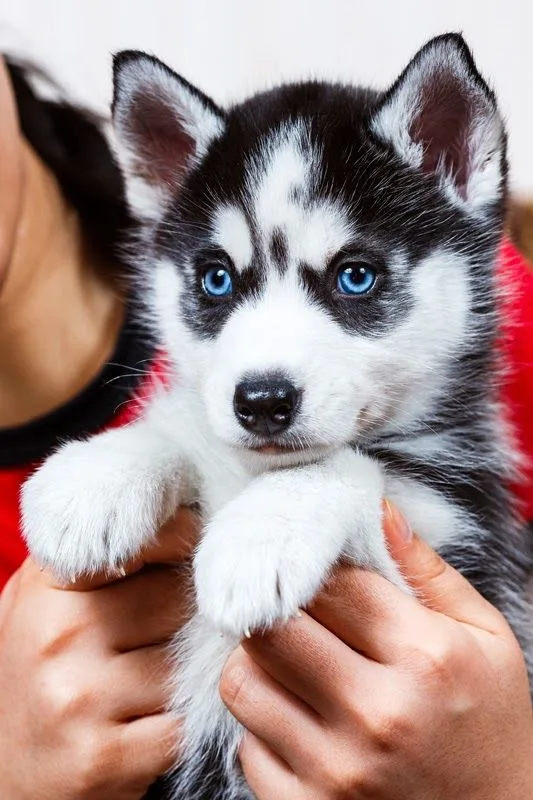 Amazing husky puppies now for adoption