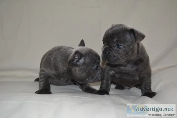 Blue french bulldog puppies 