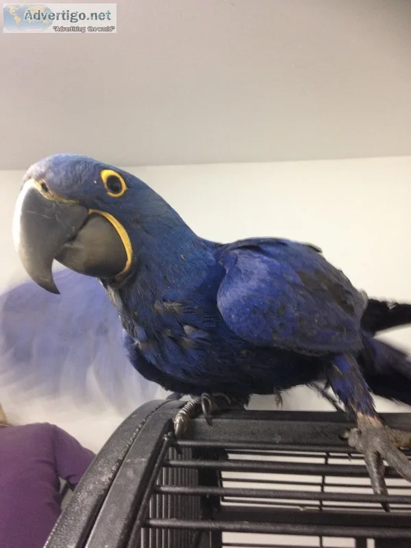 Cute hyacinth macaw parrots available