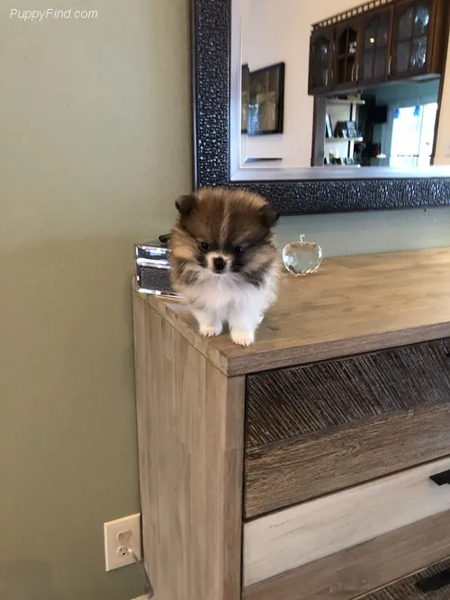 Akc pom puppy ready for new home