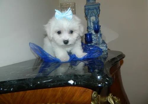 Maltese for new home