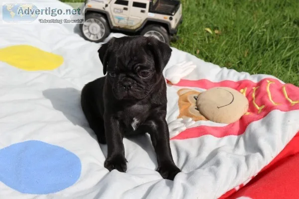  pure breed pug puppies
