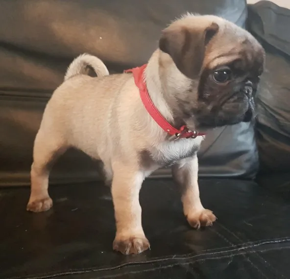 Silver and fawn pug puppies