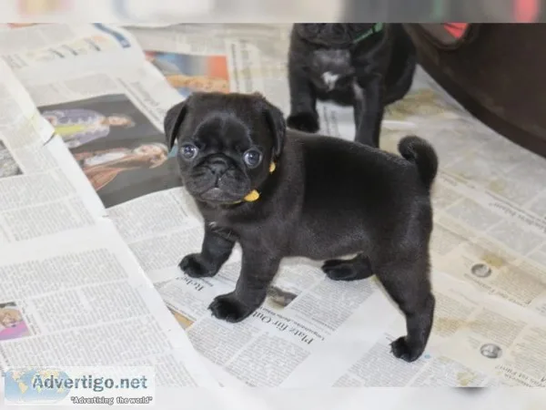  pure breed pug puppies