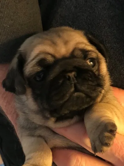 Glorious pug puppies available