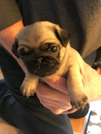 Fawn pug puppies ready 